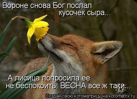 Вороне снова Бог послал кусочек сыра... ...А лисица попросила ее не беспокоить: ВЕСНА все ж таки...... Котоматрица: Вороне снова Бог послал кусочек сыра... ...А лисица попросила ее не беспокоить: ВЕСНА все ж таки...