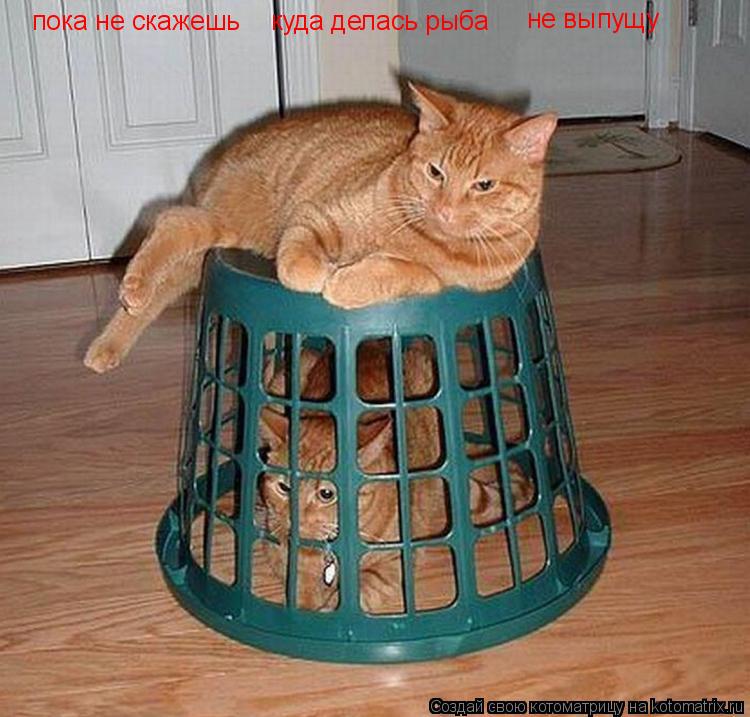 Котоматрица: пока не скажешь  куда делась рыба не выпущу
