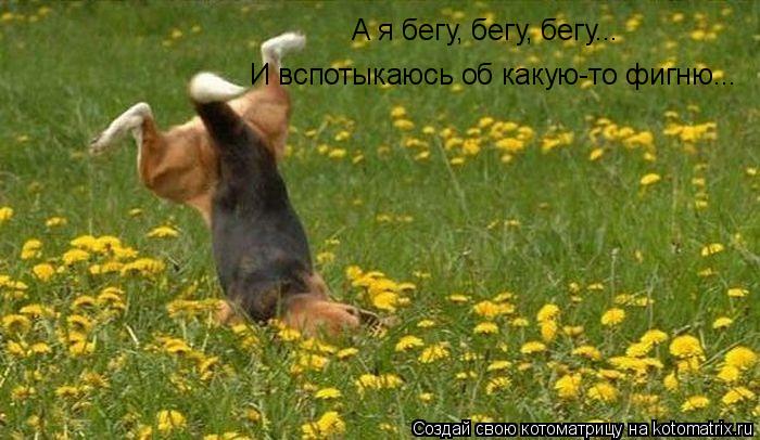 Котоматрица: А я бегу, бегу, бегу...  И вспотыкаюсь об какую-то фигню...
