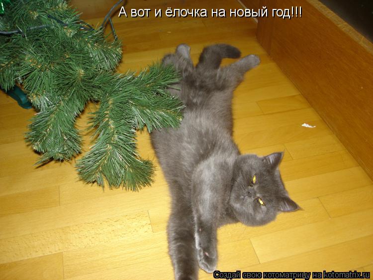 Котоматрица: А вот и ёлочка на новый год!!!