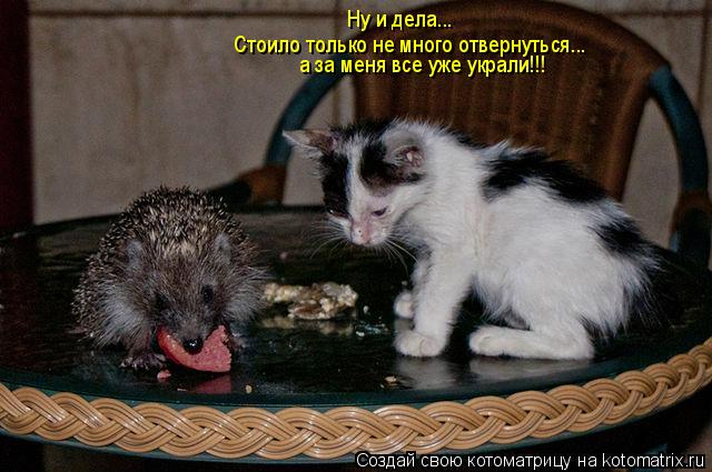 Котоматрица: Ну и дела... Стоило только не много отвернуться... а за меня все уже украли!!!