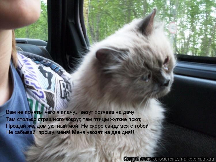 Котоматрица: Вам не понять, чего я плачу... везут хозяева на дачу Там столько страшного вокруг, там птицы жуткие поют, Прощай же, дом уютный мой! Не скоро св