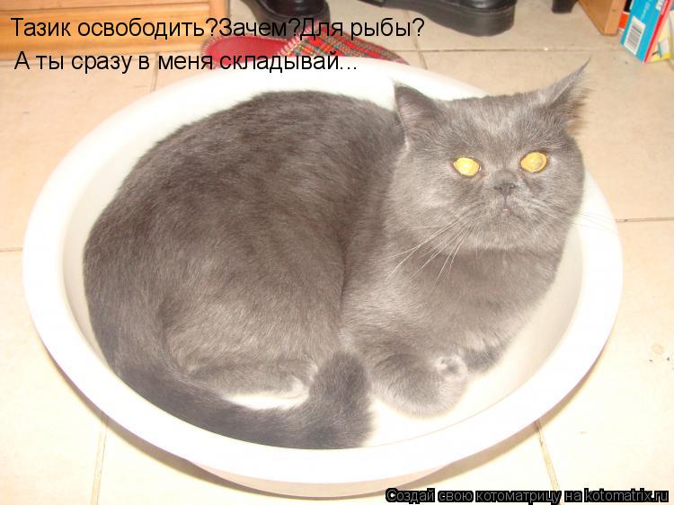 Котоматрица: Тазик освободить?Зачем?Для рыбы? А ты сразу в меня складывай...
