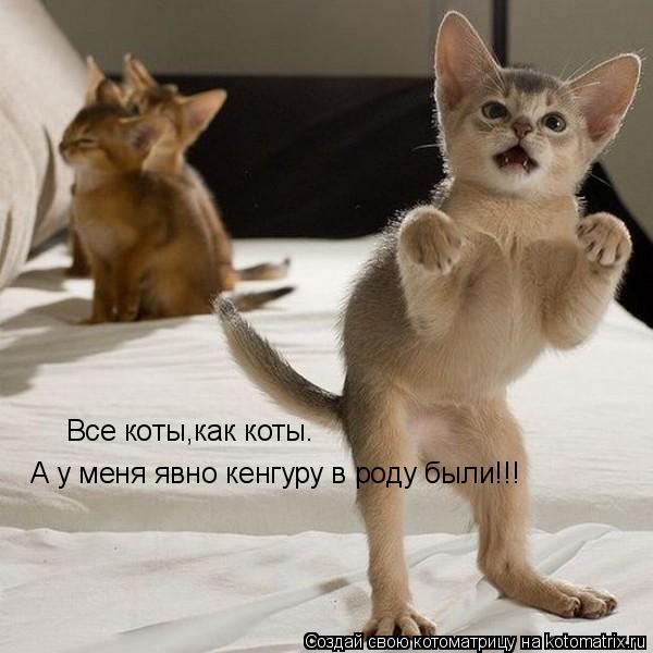 Котоматрица: Все коты,как коты. А у меня явно кенгуру в роду были!!!
