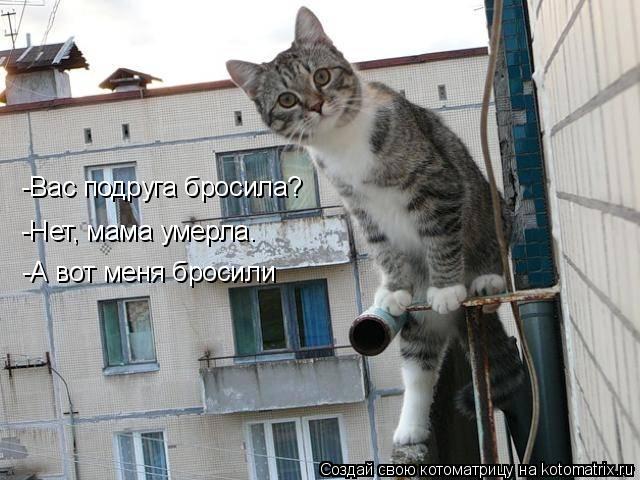 Котоматрица: -Вас подруга бросила? -Нет, мама умерла.  -А вот меня бросили