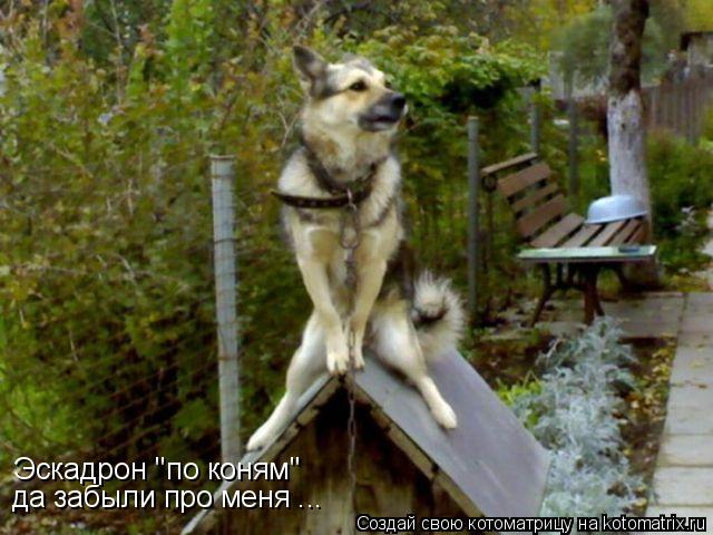 Котоматрица: Эскадрон ''по коням'' да забыли про меня ...