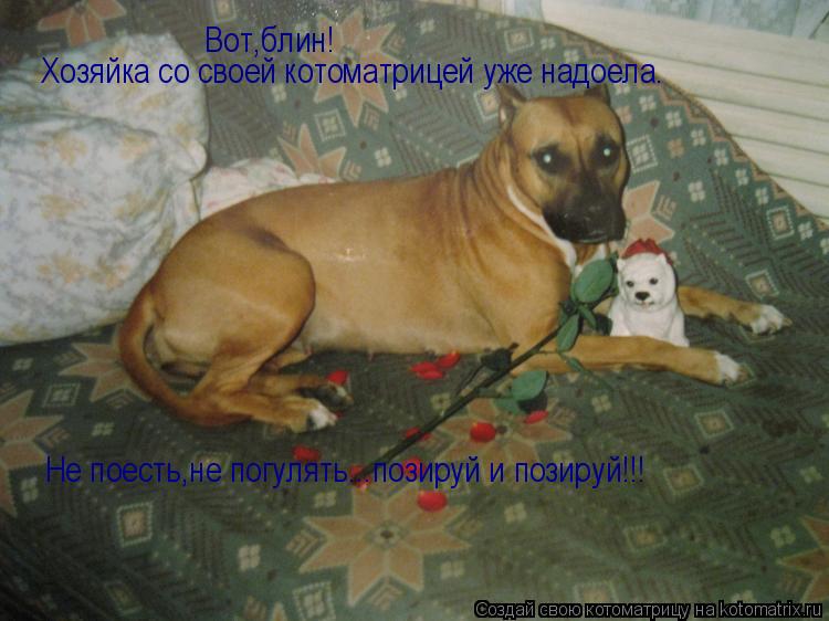 Котоматрица: Вот,блин! Хозяйка со своей котоматрицей уже надоела. Не поесть,не погулять...позируй и позируй!!!
