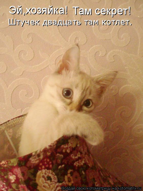 Котоматрица: Эй,хозяйка! Там секрет! Штучек двадцать там котлет.