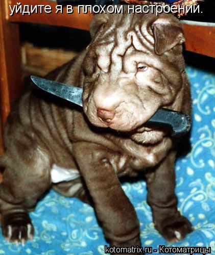 Котоматрица: уйдите я в плохом настроении.