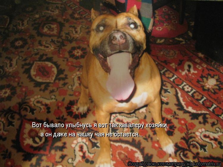 Котоматрица: Вот бывало улыбнусь я вот так кавалеру хозяйки а он даже на чашку чая не остается...