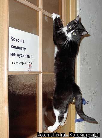 Котоматрица: там жрачка