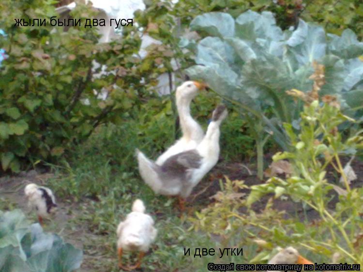 Котоматрица: жыли были два гуся  и две утки