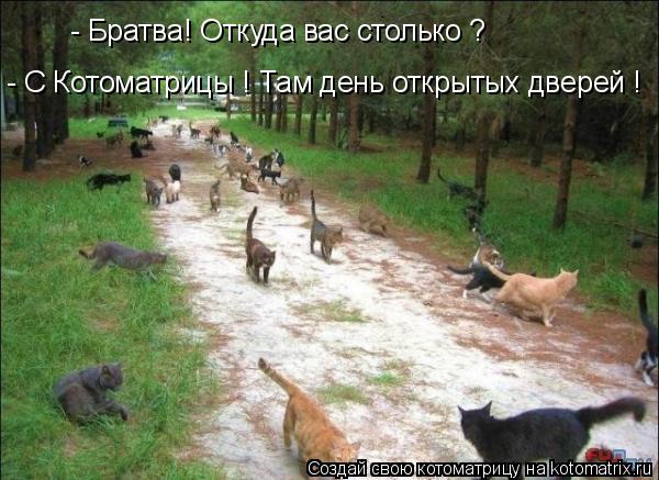 Котоматрица: - Братва! Откуда вас столько ? - С Котоматрицы ! Там день открытых дверей !