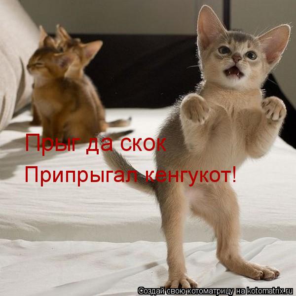Припрыгал кенгукот! Прыг да скок... Котоматрица: Припрыгал кенгукот! Прыг да скок