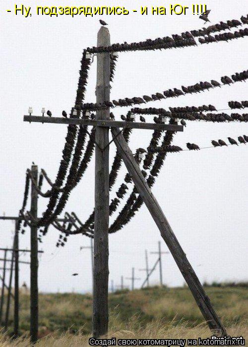 Котоматрица: - Ну, подзарядились - и на Юг !!!!