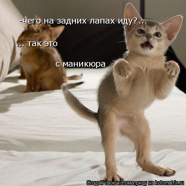 Котоматрица: -чего на задних лапах иду? ... ... так это с маникюра