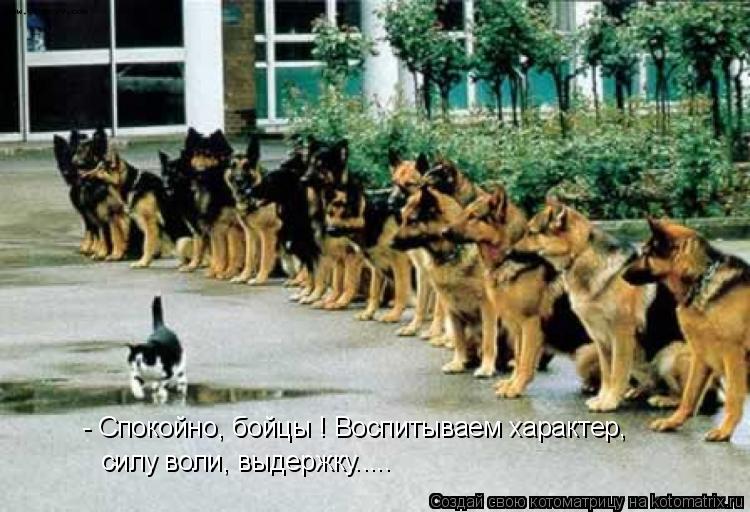 Котоматрица: - Спокойно, бойцы ! Воспитываем характер,  силу воли, выдержку.....