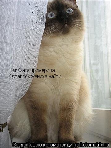 Котоматрица: Так.Фату примерила Осталось жениха найти.