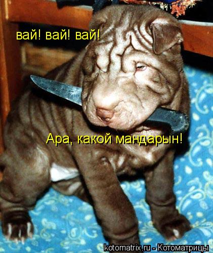 Котоматрица: вай! вай! вай! Ара, какой мандарын!