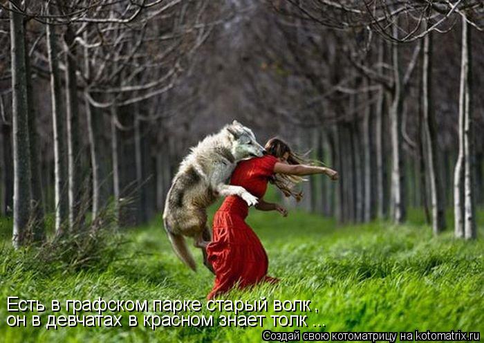 Котоматрица: Есть в графском парке старый волк , он в девчатах в красном знает толк ...