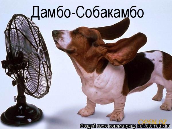 Котоматрица: Дамбо-Собакамбо