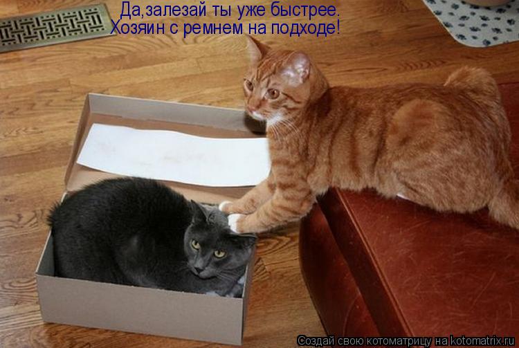 Котоматрица: Да,залезай ты уже быстрее. Хозяин с ремнем на подходе!