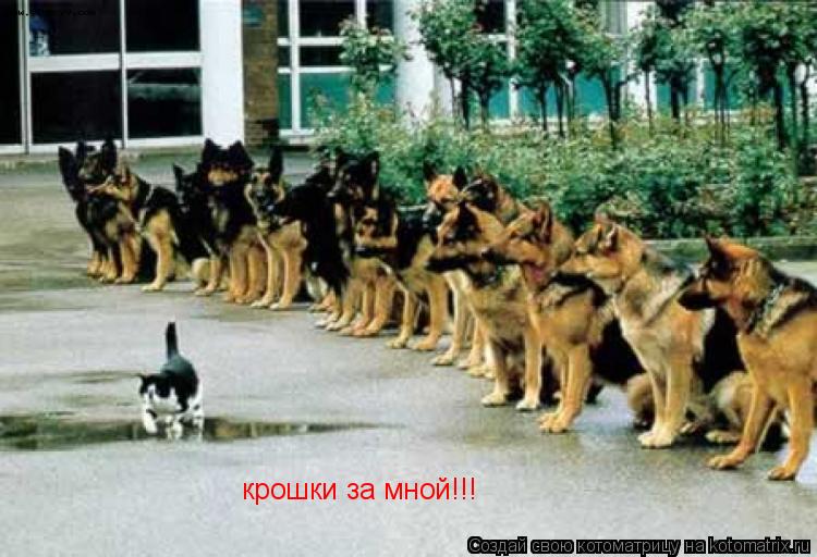Котоматрица: крошки за мной!!!