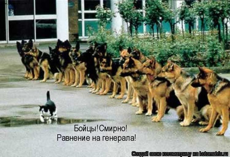 Котоматрица: Бойцы!Смирно! Равнение на генерала!