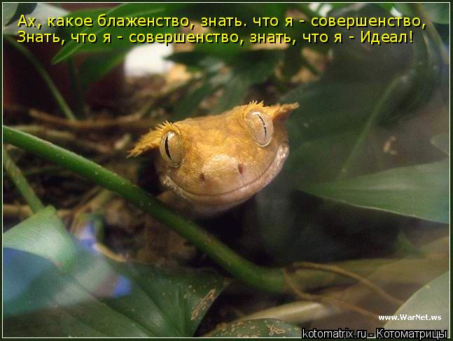 Котоматрица: Ах, какое блаженство, знать. что я - совершенство, Знать, что я - совершенство, знать, что я - Идеал!
