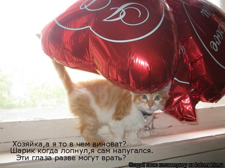 Котоматрица: Хозяйка,а я то в чем виноват? Шарик когда лопнул,я сам напугался. Эти глаза разве могут врать?