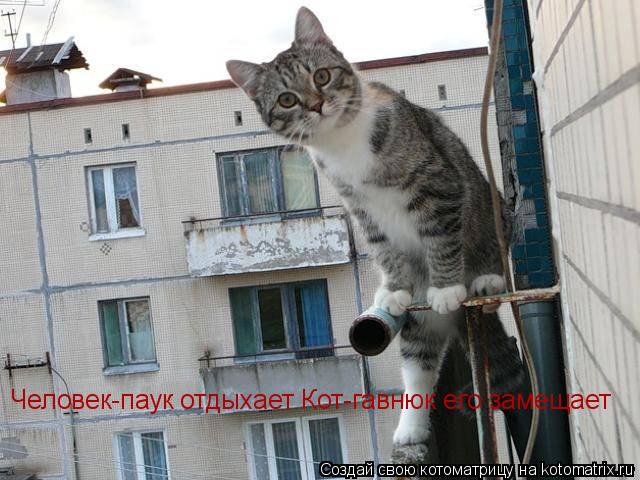 Человек-паук отдыхает Кот-гавнюк его замещает... Котоматрица: Человек-паук отдыхает Кот-гавнюк его замещает
