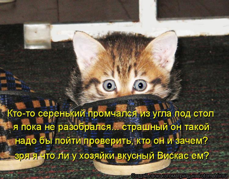 Котоматрица: Кто-то серенький промчался из угла под стол я пока не разобрался... страшный он такой надо бы пойти проверить, кто он и зачем? зря я что ли у хо