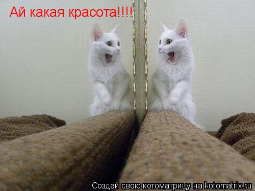 Котоматрица: Ай какая красота!!!!
