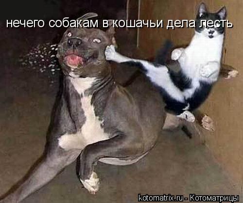 Котоматрица: нечего собакам в кошачьи дела лесть