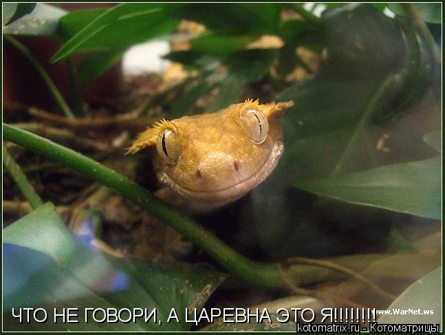 Котоматрица: ЧТО НЕ ГОВОРИ, А ЦАРЕВНА ЭТО Я!!!!!!!!