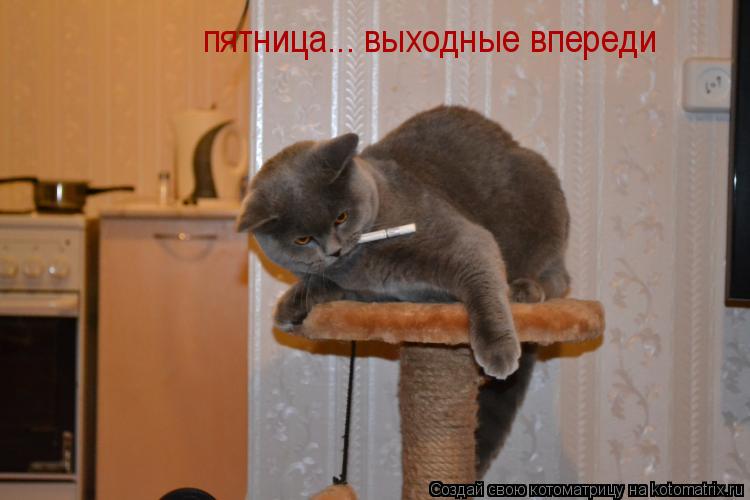 Котоматрица: пятница... выходные впереди