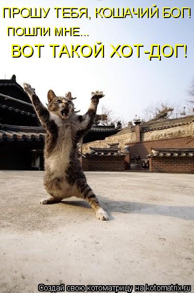 Котоматрица: ВОТ ТАКОЙ ХОТ-ДОГ! ПРОШУ ТЕБЯ, КОШАЧИЙ БОГ! ПОШЛИ МНЕ...