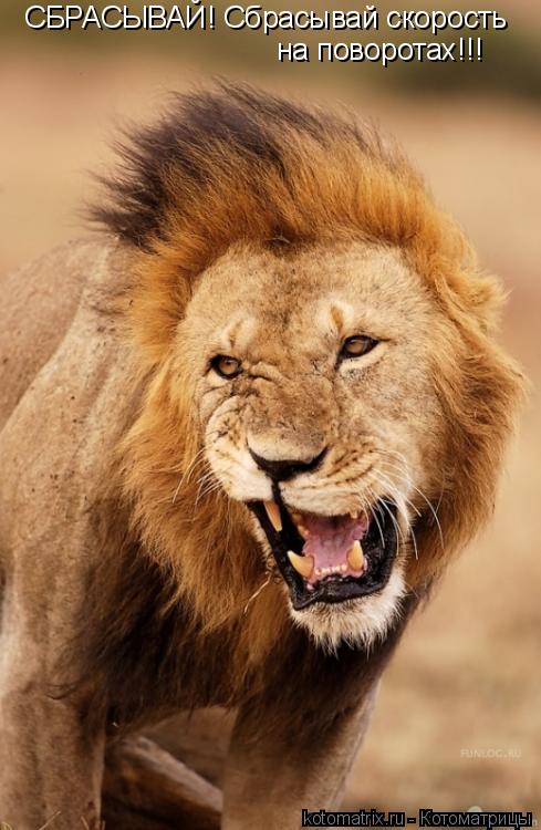 Котоматрица: СБРАСЫВАЙ! Сбрасывай скорость  на поворотах!!!