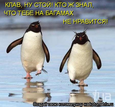 Котоматрица: КЛАВ, НУ СТОЙ! КТО Ж ЗНАЛ, ЧТО ТЕБЕ НА БАГАМАХ  НЕ НРАВИТСЯ!