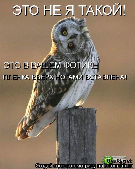 Котоматрица: ЭТО НЕ Я ТАКОЙ! ЭТО В ВАШЕМ ФОТИКЕ  ПЛЕНКА ВВЕРХ НОГАМИ ВСТАВЛЕНА!