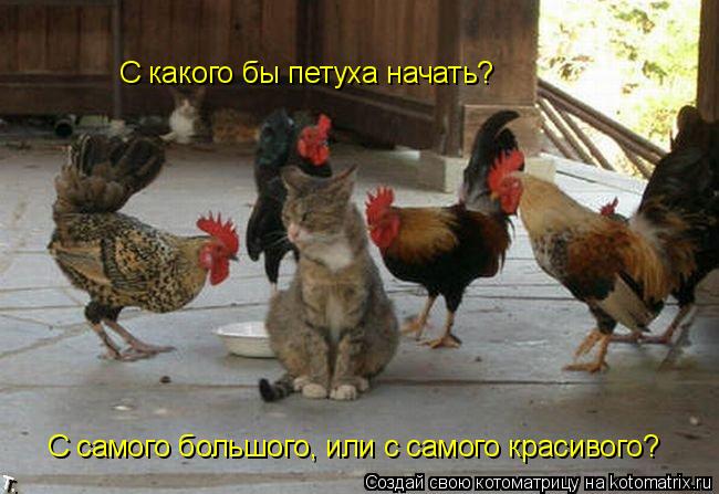 Котоматрица: С самого большого, или с самого красивого? С какого бы петуха начать?