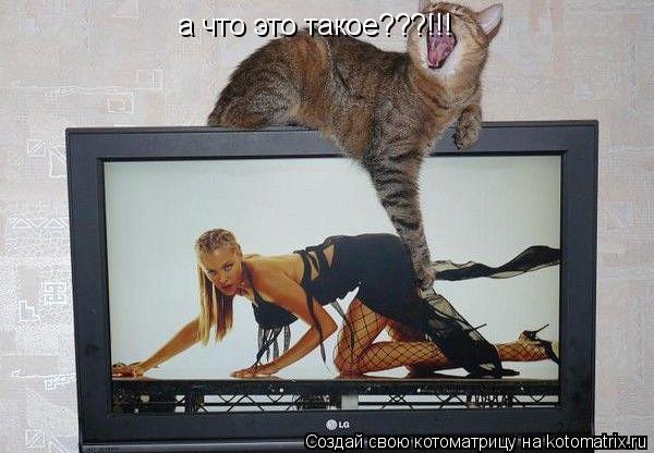 Котоматрица: а что это такое???!!!