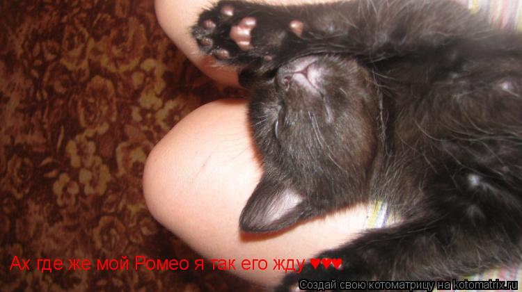 Котоматрица: Ах где же мой Ромео я так его жду ♥♥♥