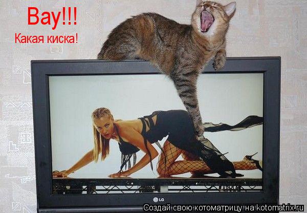 Котоматрица: Вау!!! Какая киска!