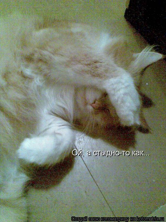 Котоматрица: Ой, а стыдно-то как...
