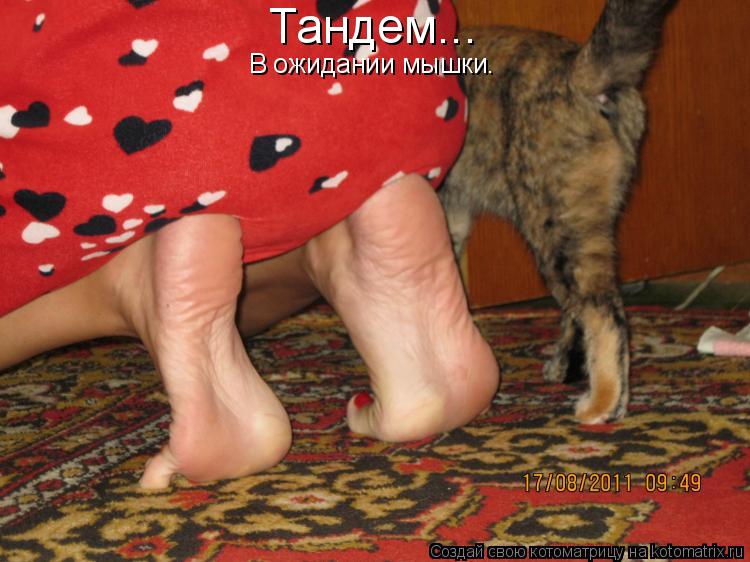 Котоматрица: Тандем... В ожидании мышки.