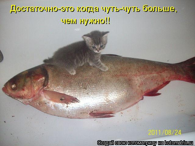 Котоматрица: Достаточно-это когда чуть-чуть больше, чем нужно!!