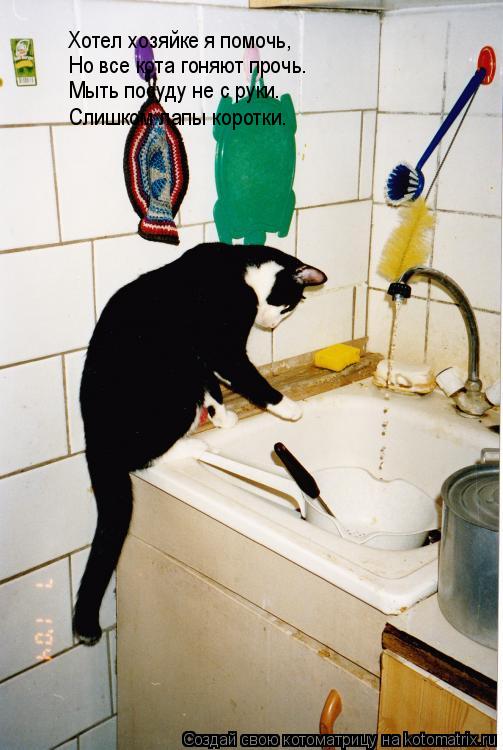 Котоматрица: Хотел хозяйке я помочь, Но все кота гоняют прочь. Мыть посуду не с руки. Слишком лапы коротки.