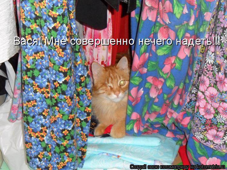 Котоматрица: Вася! Мне совершенно нечего надеть!!!