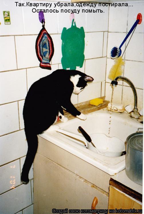 Котоматрица: Так.Квартиру убрала,одежду постирала... Осталось посуду помыть.